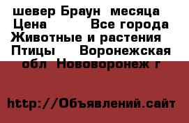 шевер Браун 2месяца › Цена ­ 200 - Все города Животные и растения » Птицы   . Воронежская обл.,Нововоронеж г.